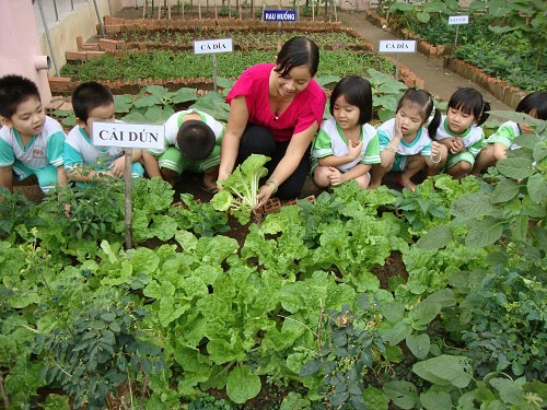 Mỡ màng vườn rau xanh cô giáo trồng cho các bé ăn