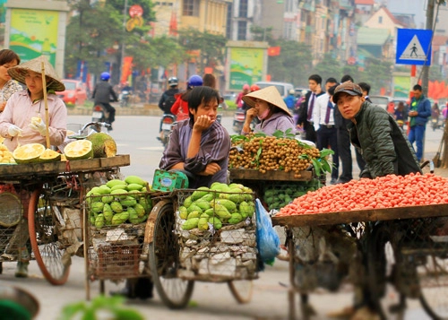 Mùa nhót chín đỏ rực phố hà nội