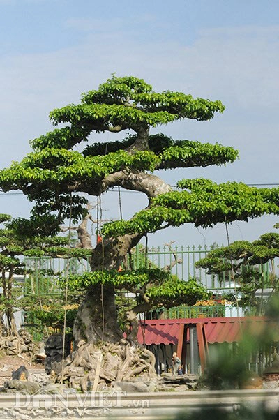 Mục kích vườn cây cảnh bạc tỷ ở nam định
