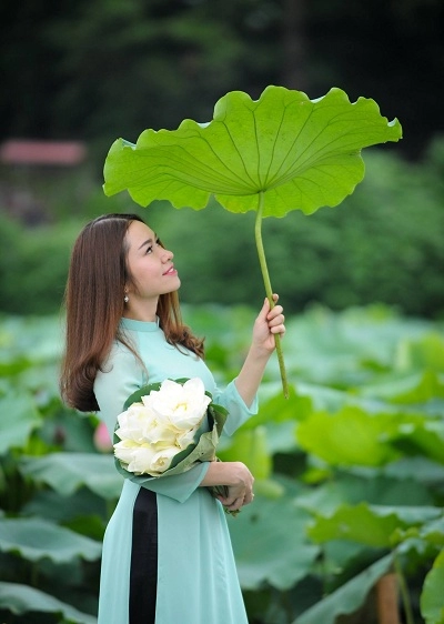 Nét quyến rũ của sen hồ tây ngày hè