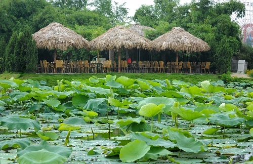 Nét quyến rũ của sen hồ tây ngày hè