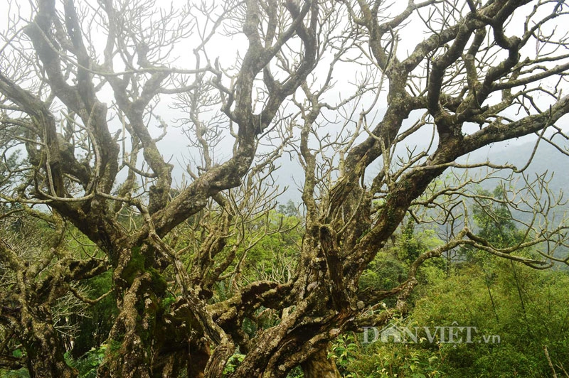 Ngắm cây đại cổ 700 trăm năm ở non thiêng yên tử