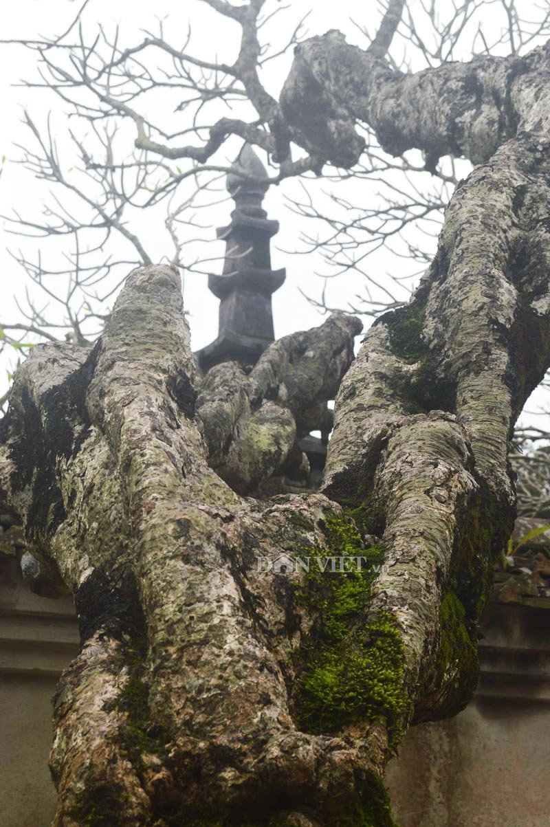 Ngắm cây đại cổ 700 trăm năm ở non thiêng yên tử