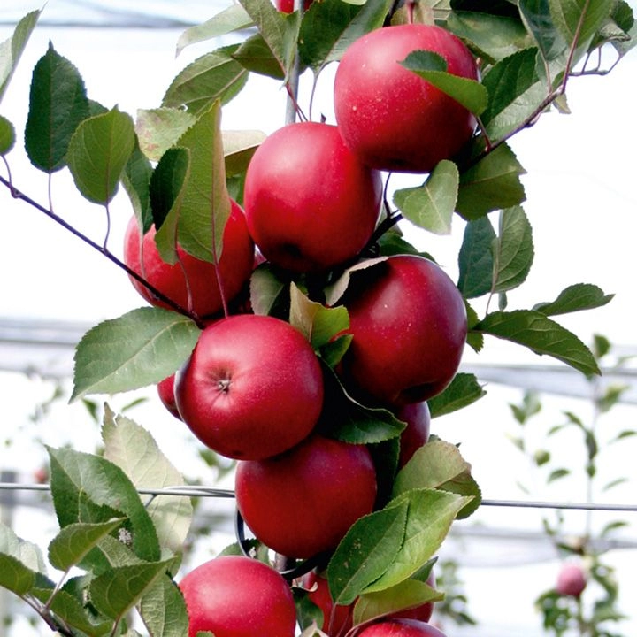 Ngắm táo ruột đỏ giòn ngọt có giá 860000 một cây