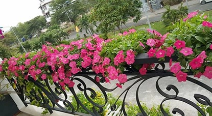 Ngắm vườn hoa tuyệt đẹp của nữ giảng viên ở tphcm