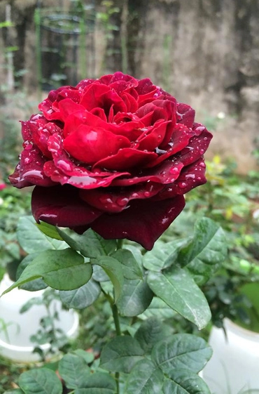 Ngất ngây trước vẻ đẹp của các loại hoa hồng