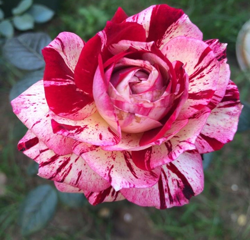 Ngất ngây trước vẻ đẹp của các loại hoa hồng