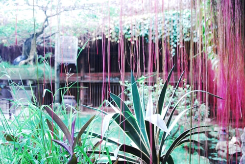 Nhà vườn trắng tinh khôi nổi bật triền đê sông hồng