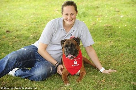 Những chú chó hiến máu cứu hàng trăm đồng loại
