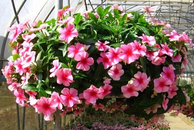 Những loại hoa dễ trồng dễ sống khi đông đến