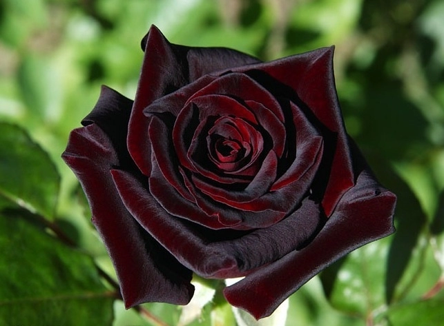 Những loài hoa hồng thống trị thế giới phần 2