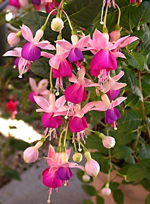 Những loài hoa thích hợp trồng trong giỏ treo