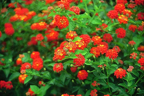 Những loài hoa thích hợp trồng trong giỏ treo