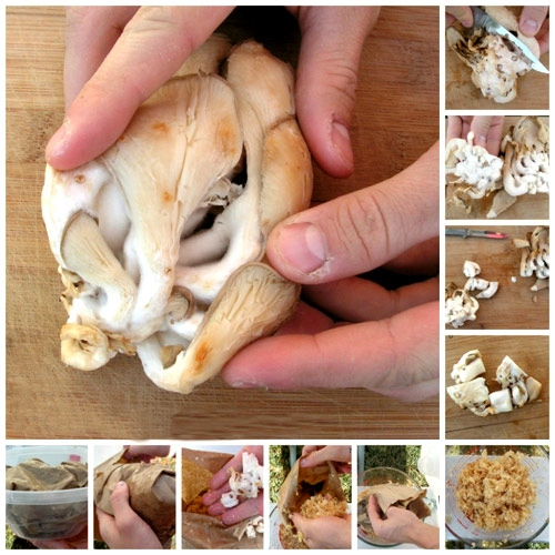 nuôi nấm sò trắng sạch ngon mỹ mãn