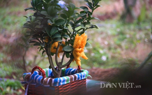 Phật thủ bonsai dáng bàn tay chắp cực lạ giá hơn chục triệu