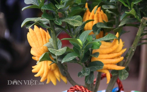 Phật thủ bonsai dáng bàn tay chắp cực lạ giá hơn chục triệu