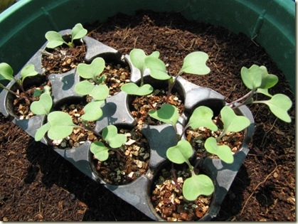 Rau trồng tháng tám cách trồng su hào tại nhà từ hạt