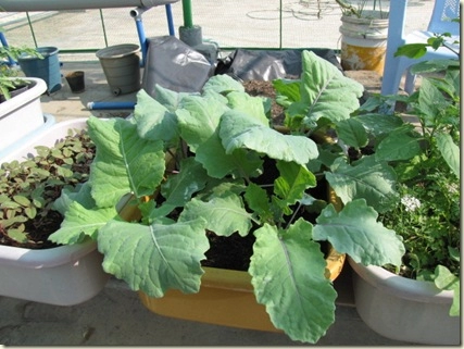 Rau trồng tháng tám cách trồng su hào tại nhà từ hạt