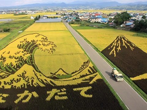 Ruộng lúa khổng lồ trở thành điểm du lịch không thể bỏ qua khi đến nhật