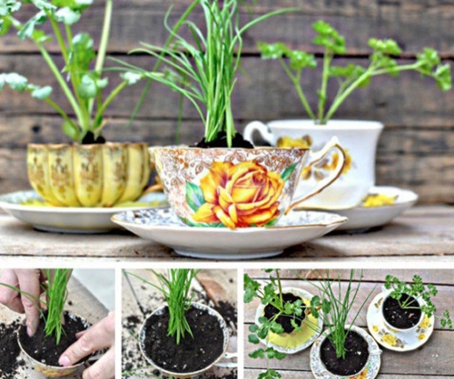 Tận dụng tách trà để trồng cây cất nữ trang