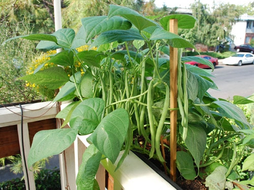 Tập tành trồng rau sạch trong nhà với 9 loại cây dễ trồng