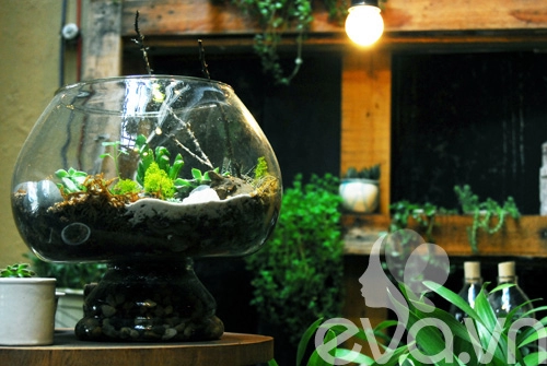 Terrarium học cách tự trồng cây trong bình kính