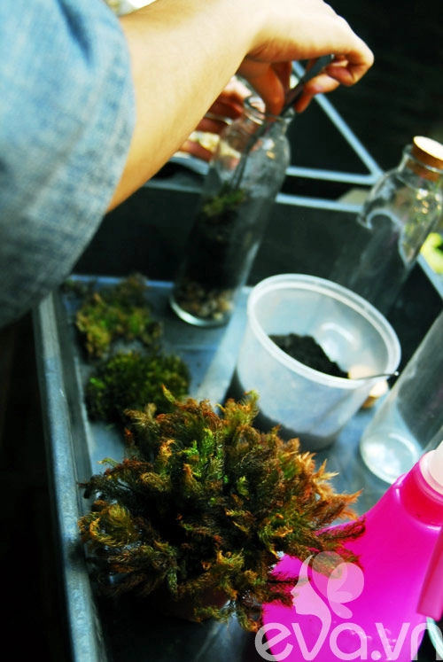 Terrarium học cách tự trồng cây trong bình kính
