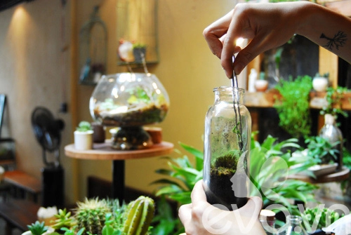 Terrarium học cách tự trồng cây trong bình kính