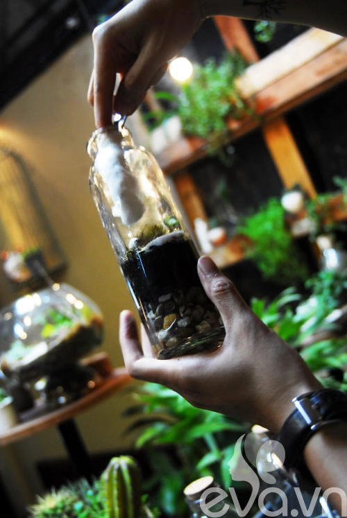 Terrarium học cách tự trồng cây trong bình kính