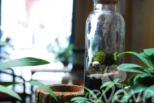 Terrarium học cách tự trồng cây trong bình kính