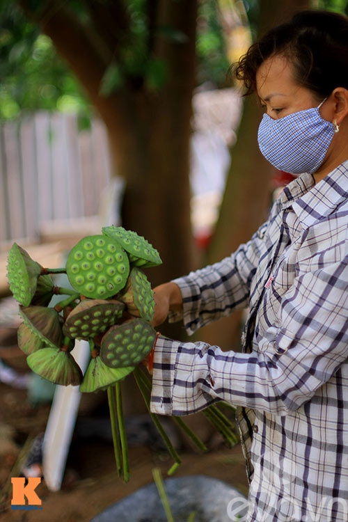 Theo hạt sen từ đầm ra tới chợ