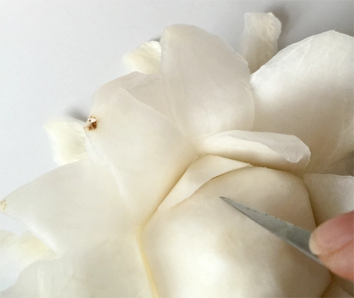 Tỉa hoa hồng từ củ cải trắng siêu đẹp