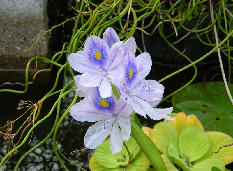 Top loài hoa tuyệt đẹp nở rộ trong chậu nước tại nhà