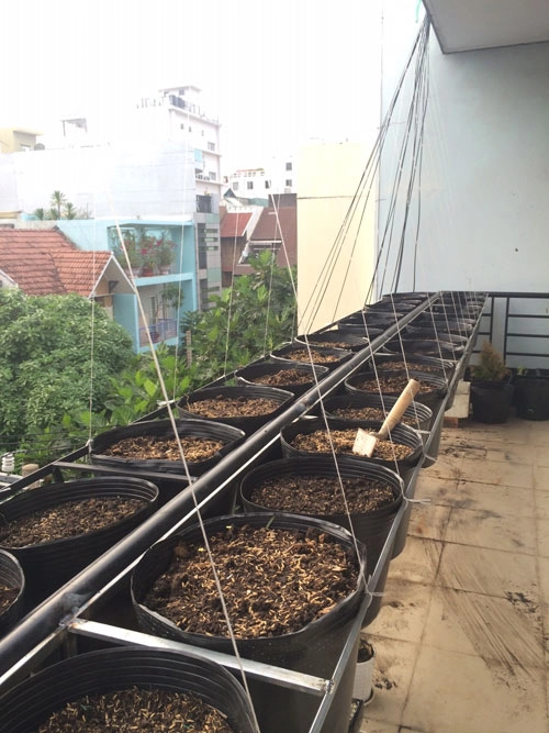 Tphcm văn phòng cho nhân viên thỏa thuê trồng rau sạch