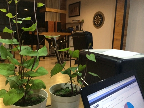 Tphcm văn phòng cho nhân viên thỏa thuê trồng rau sạch
