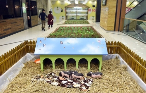 Tq mốt trồng rau nuôi lợn giữa trung tâm mua sắm
