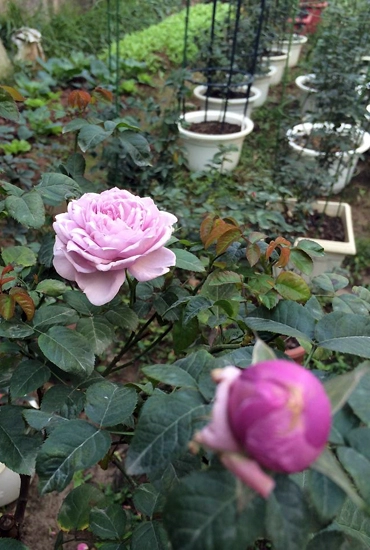 Trăm loại hồng khoe sắc trong khu vườn đô thị