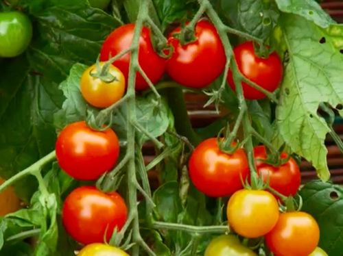 Trồng cà chua gốc khoai tây cho 500 trái một mùa