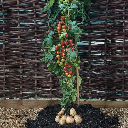 Trồng cà chua gốc khoai tây cho 500 trái một mùa