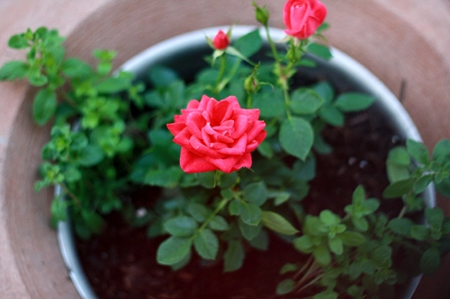 Trồng hoa hồng tại nhà từ khoai tây