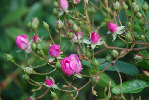 Trồng hoa hồng tại nhà từ khoai tây