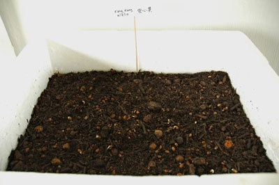 Trồng rau muống từ hạt lên mơn mởn trong thùng xốp