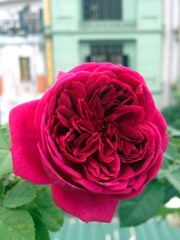 Vẻ đẹp khó cưỡng của các loại hoa hồng
