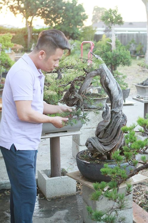 Vườn bonsai tiền tỷ ở mỹ của bằng kiều