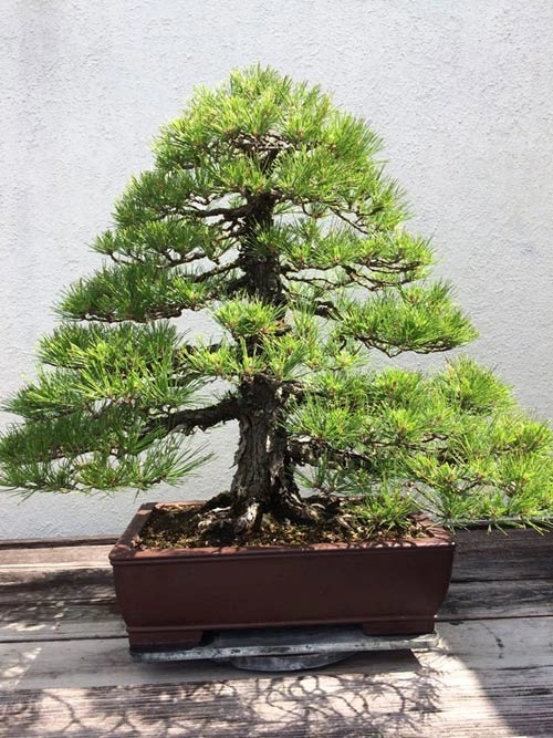 Vườn bonsai tiền tỷ ở mỹ của bằng kiều