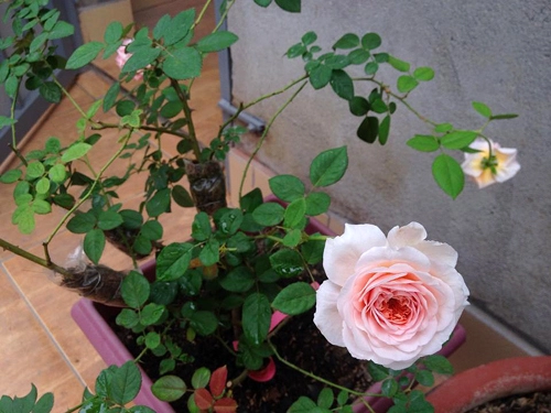 Vườn hồng khoe sắc trên sân thượng