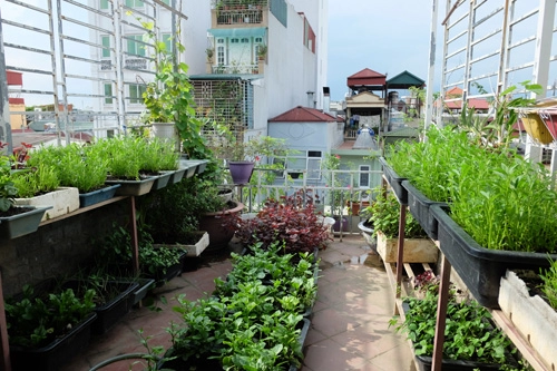 Vườn rau quả bốn mùa trên sân thượng nhà phố