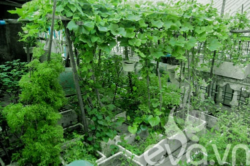 Vườn rau siêu rẻ 20 năm cho rau sạch 4 mùa