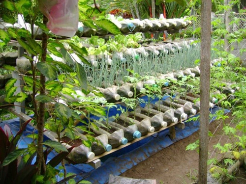 Vườn rau từ hàng trăm chai nhựa