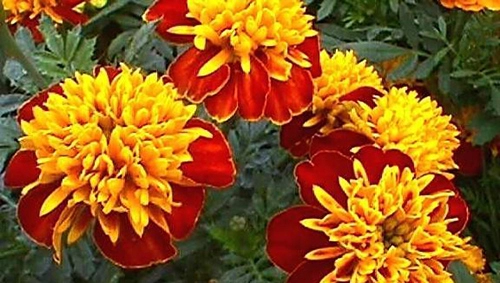 Cách dùng 5 loài hoa quen thuộc giúp da sáng mịn